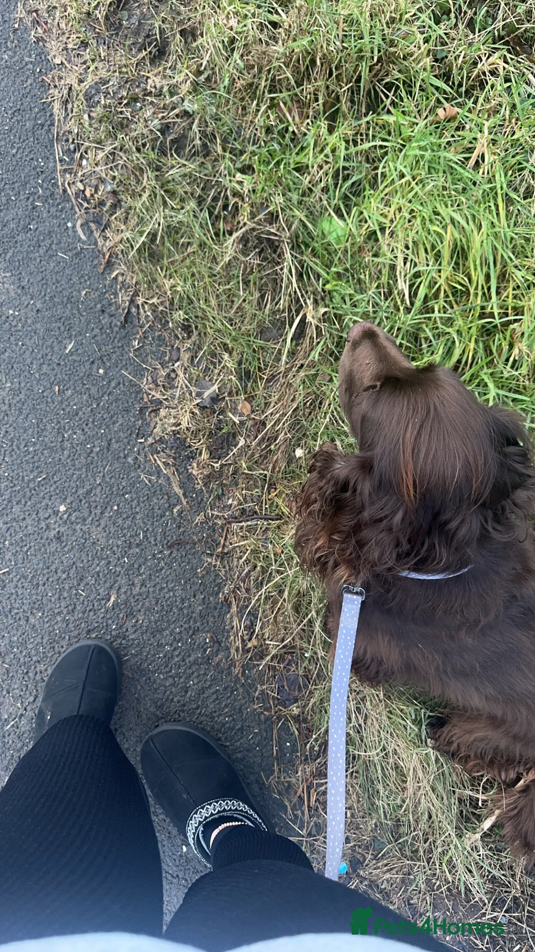 Cocker Spaniel dogs for sale: Male Cocker spaniel  - Advert 2