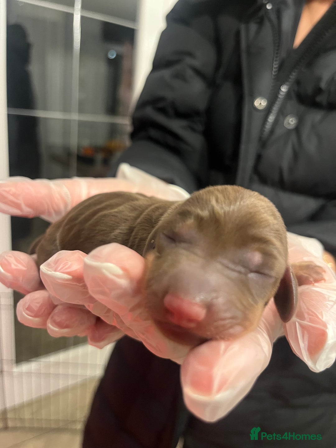 Miniature Dachshund dogs for sale: Adorable Miniature Dachshunds! KC REG, PEDIGREE - Image 5