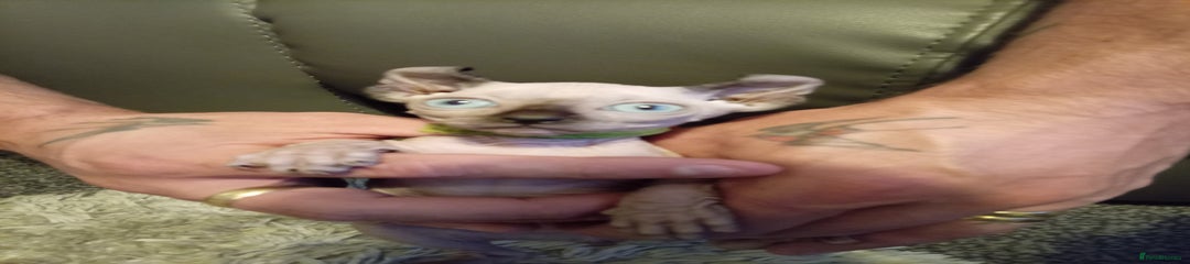 Sphynx Kitten 2