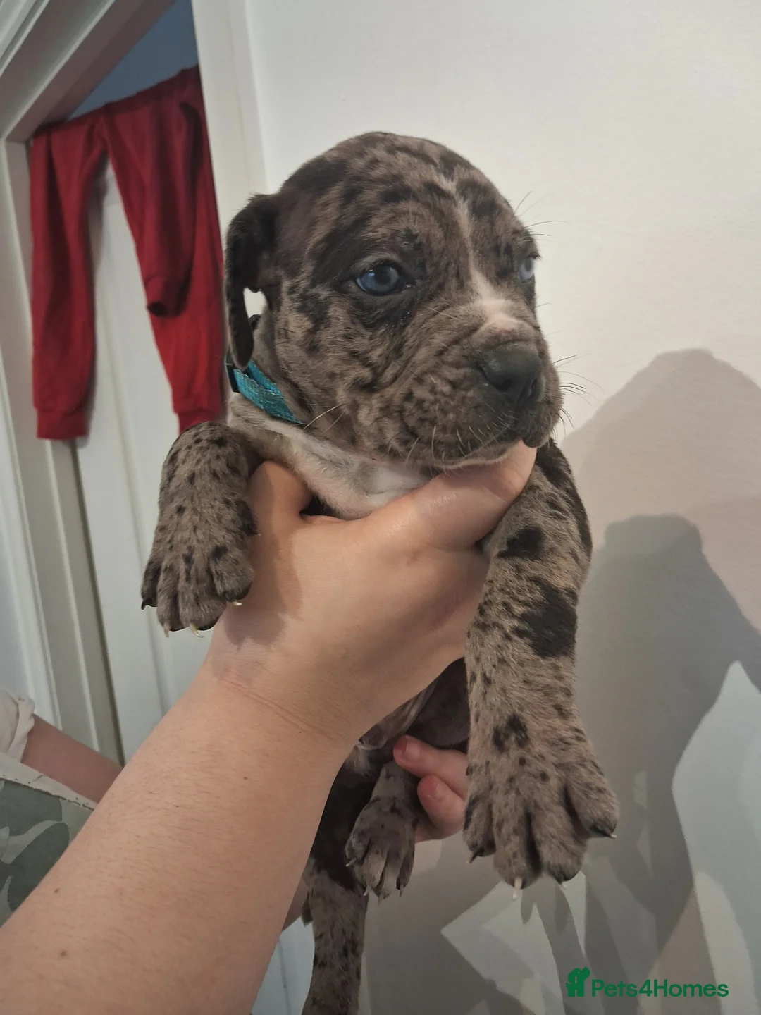 Mixed Breed dogs for sale: Alapaha Blue Blood Bulldog X Cane Corso Puppies  - Advert 8