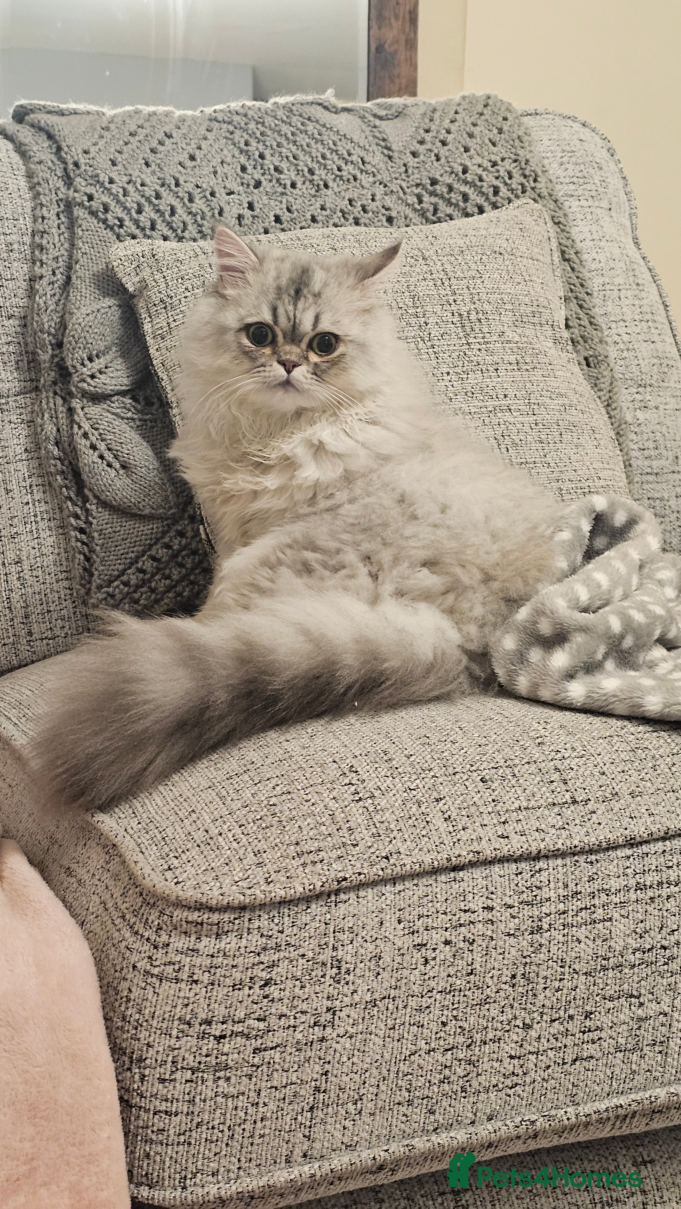 Persian cats Persian Chinchilla  - Advert 18