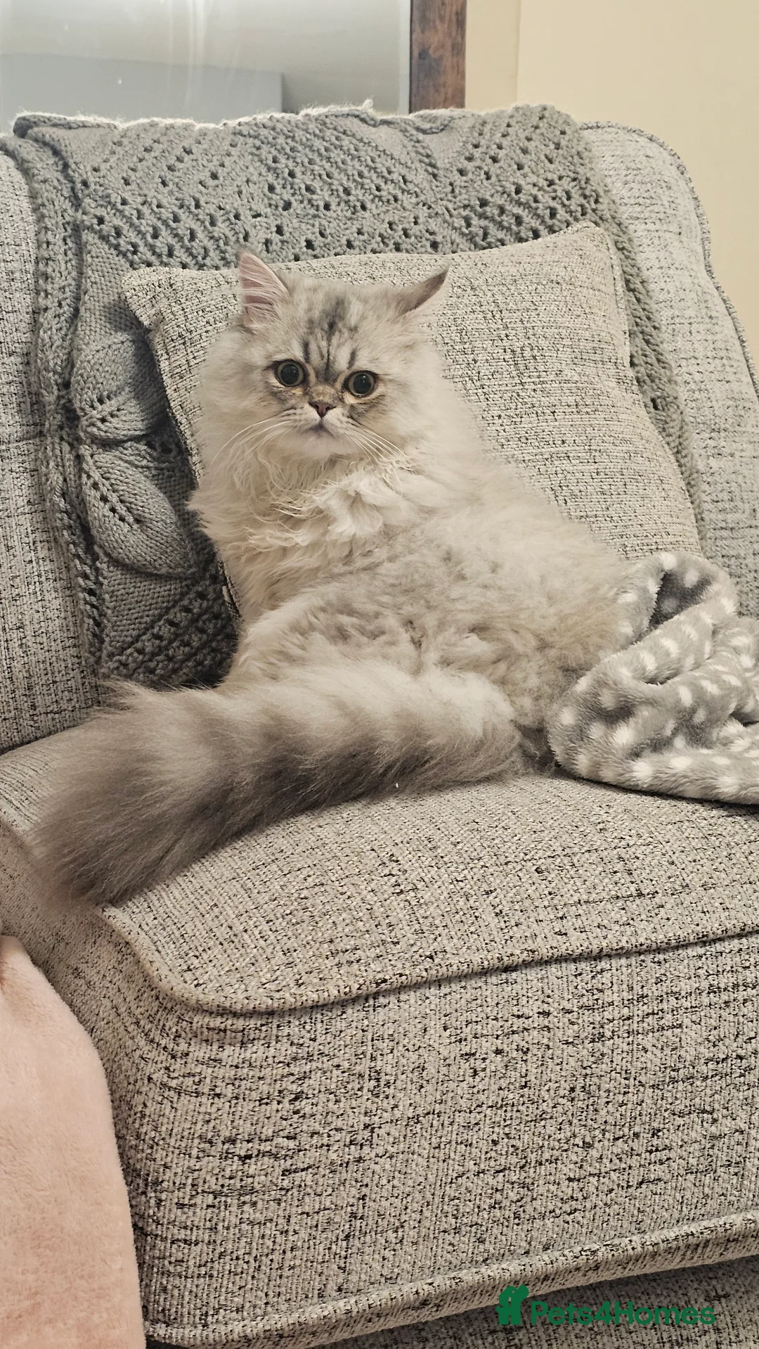 Persian cats for sale: Persian Chinchilla  - Advert 1