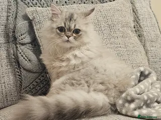 Persian cats Persian Chinchilla - Advert 18