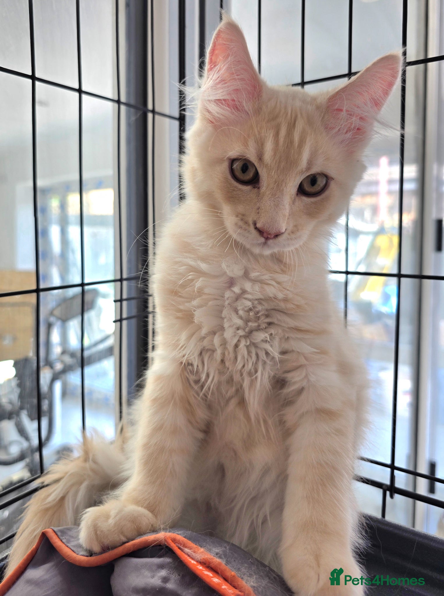 Maine Coon cats Rare Colour 3/4 Maincoon Ragdoll Mix Kitten - Advert 14
