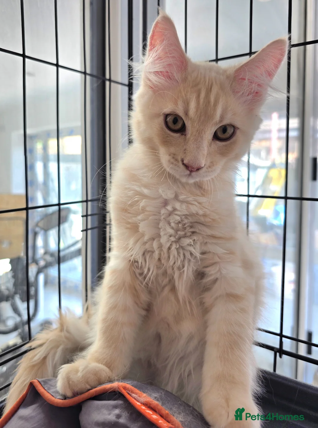 Maine Coon cats for sale: Rare Colour 3/4 Maincoon Ragdoll Mix Kitten - Advert 1