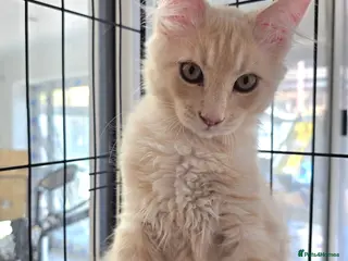 Maine Coon cats Rare Colour 3/4 Maincoon Ragdoll Mix Kitten - Advert 14
