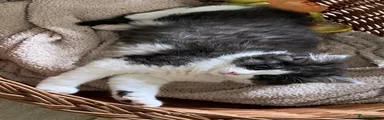 Mixed Breed Kitten 2