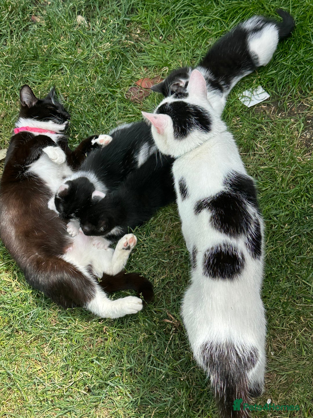 Mixed Breed cats for sale: Three kittens  - Image 18