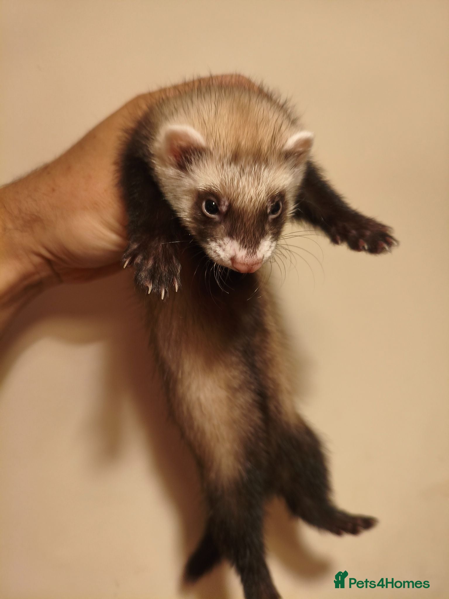 Ferret rodents 8 week old ferret kits - Advert 2