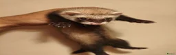 Ferret rodents for sale: 8 week old ferret kits in Swansea - Advert 1