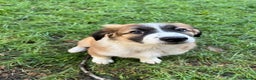 Mixed Breed dogs for sale: Border Collie / Polish Hunting Dog mix puppies - Advert 2