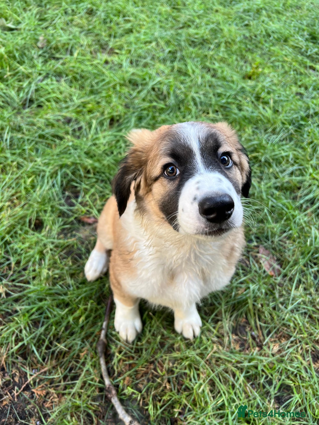 Mixed Breed dogs for sale: Border Collie / Polish Hunting Dog mix puppies - Advert 2