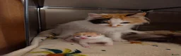 Domestic Shorthair cats for sale: Male kitten ginger and white - Advert 4