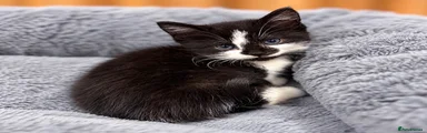 Domestic Shorthair 4