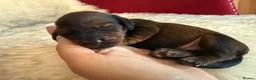 Miniature Dachshund dogs for sale: Show class mini longhair pups from Crufts winner  - Advert 19