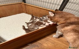 Siberian Husky dogs for sale: Red puppies - Image 1