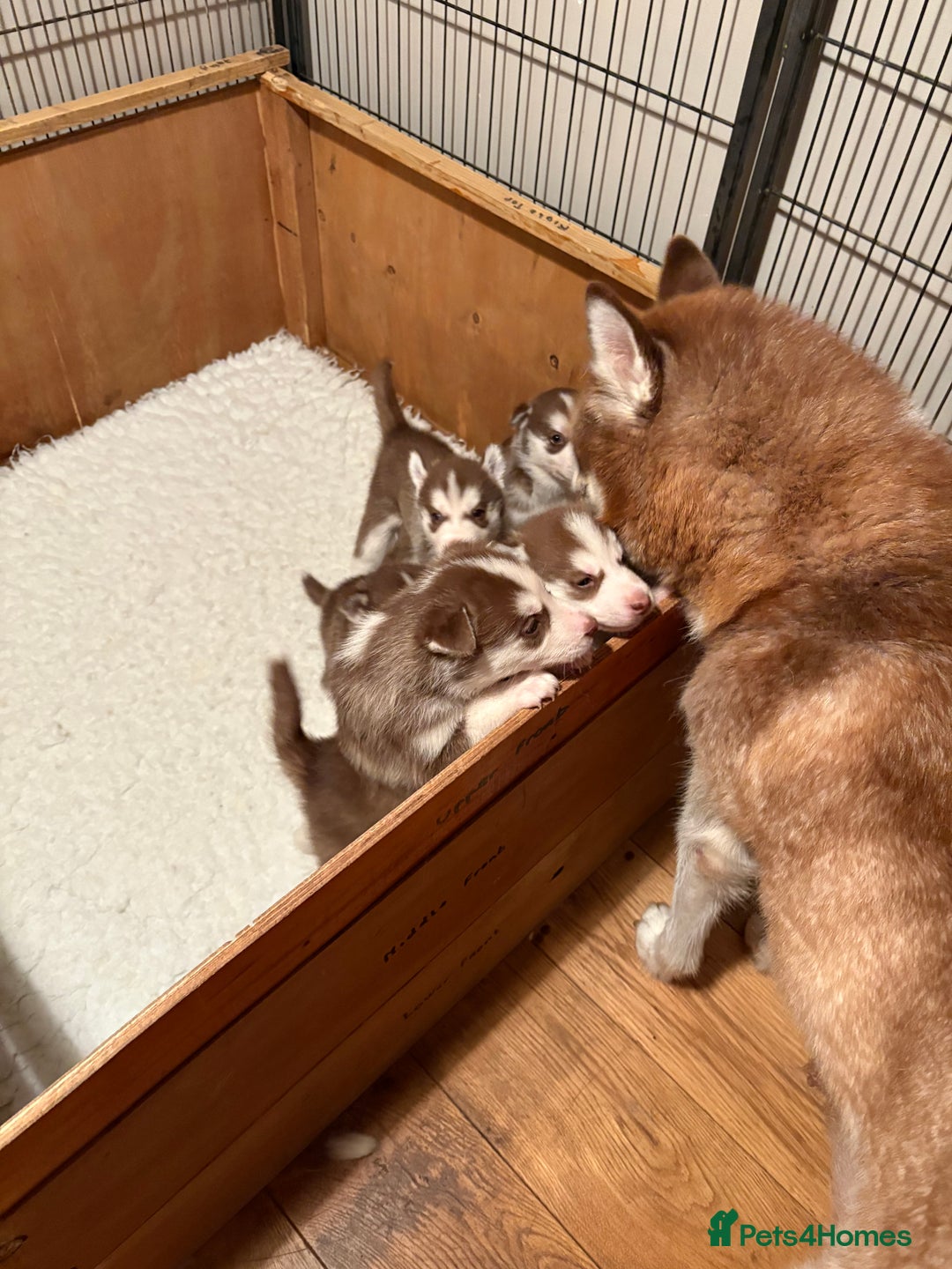 Siberian Husky dogs for sale: Red puppies - Image 1