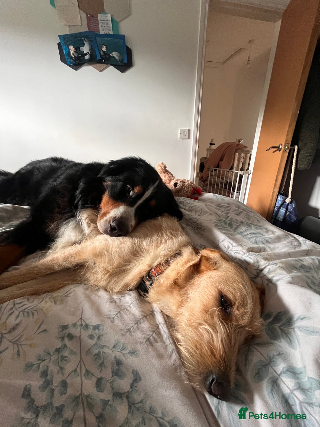 Bernese Mountain Dog dogs for stud: Bernese mountain STUD - Image 3
