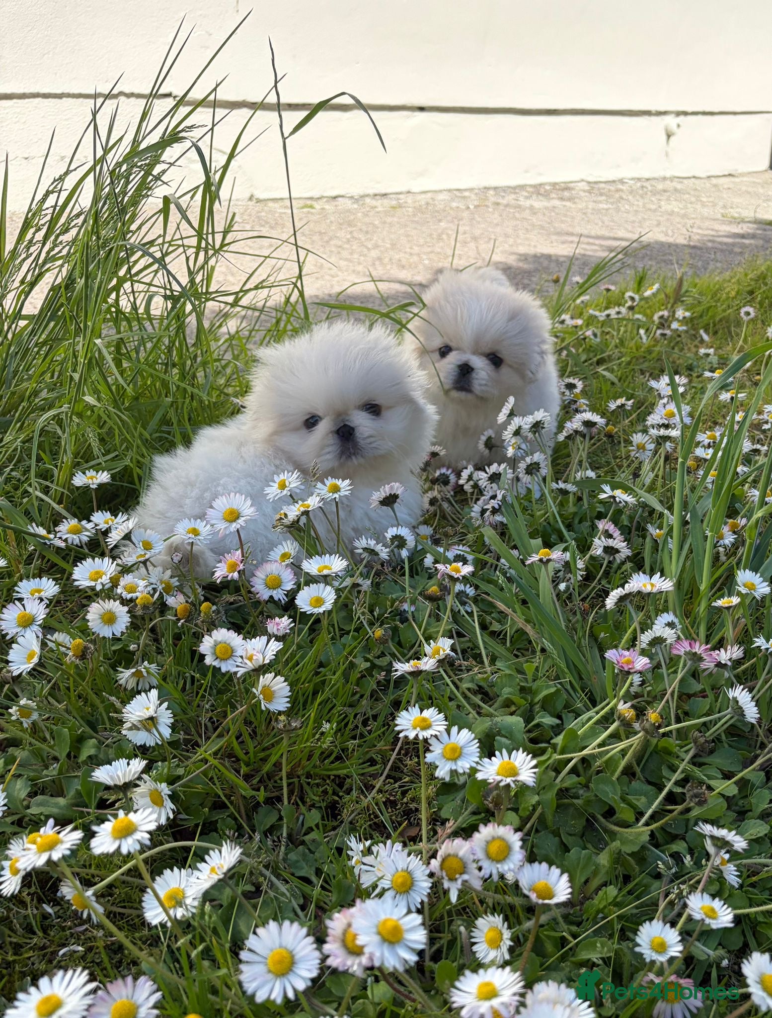 Pekingese dogs for sale: Pekingese puppies  - Advert 1