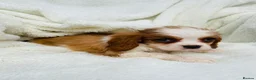 Cavalier King Charles Spaniel dogs for sale: Cavalier King Charles  in Deal - Advert 1