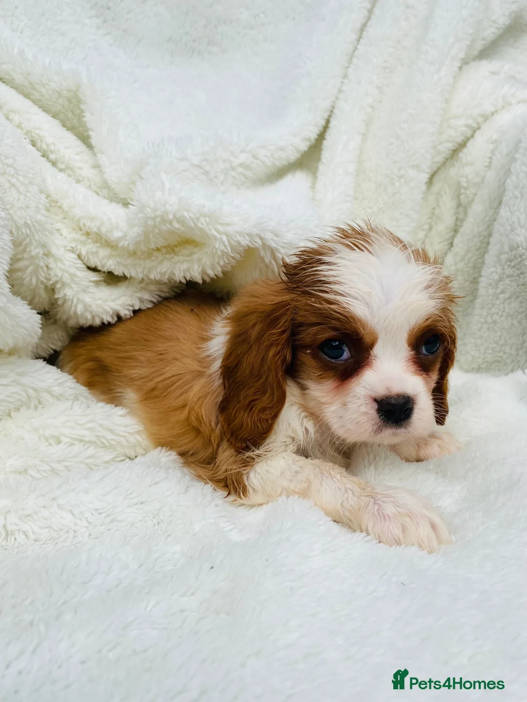 Cavalier King Charles Spaniel dogs for sale: Cavalier King Charles  in Deal - Advert 1