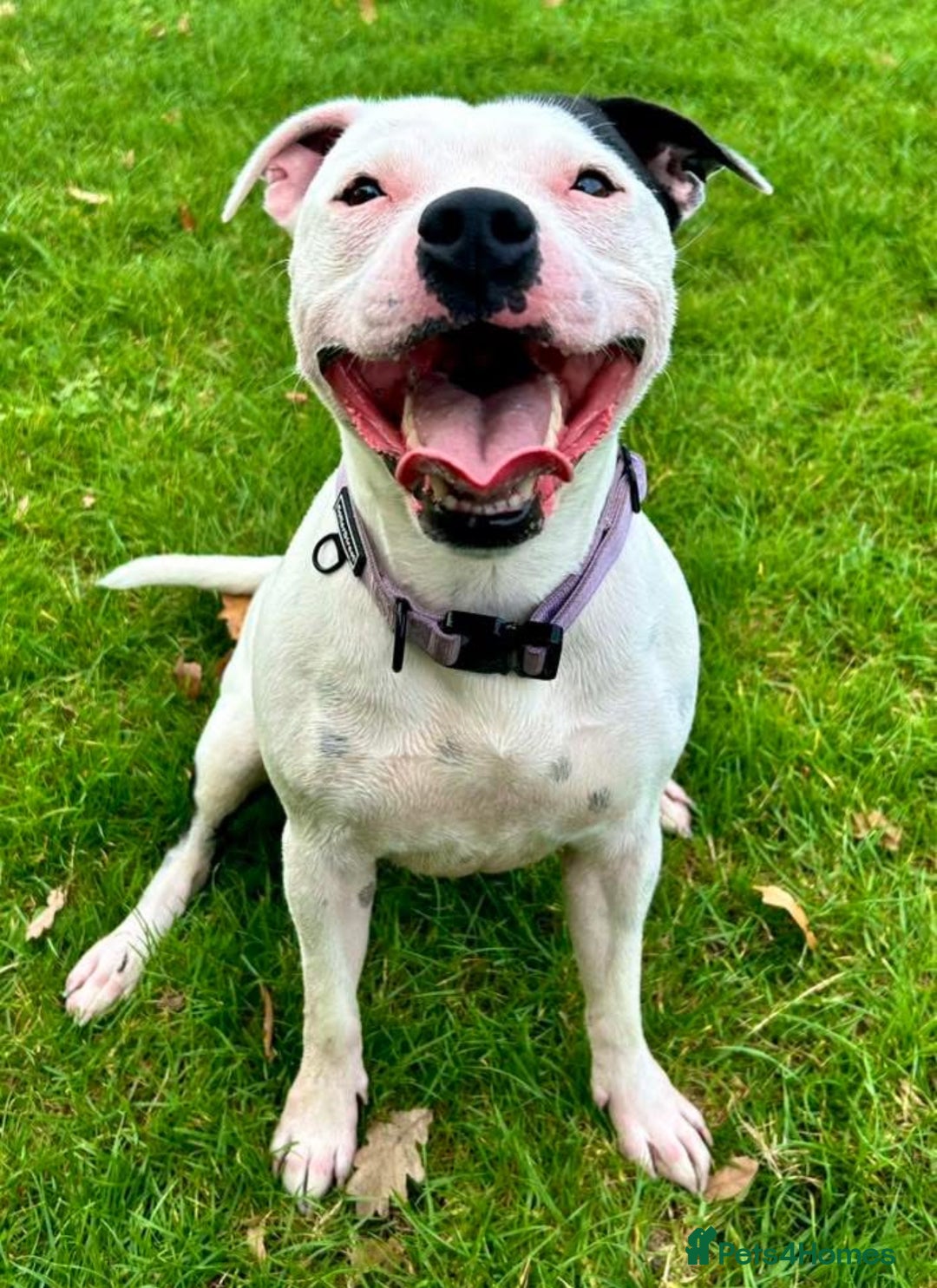 Staffordshire Bull Terrier dogs for sale: Staffordshire Bull Terrier Male Puppy - Image 12