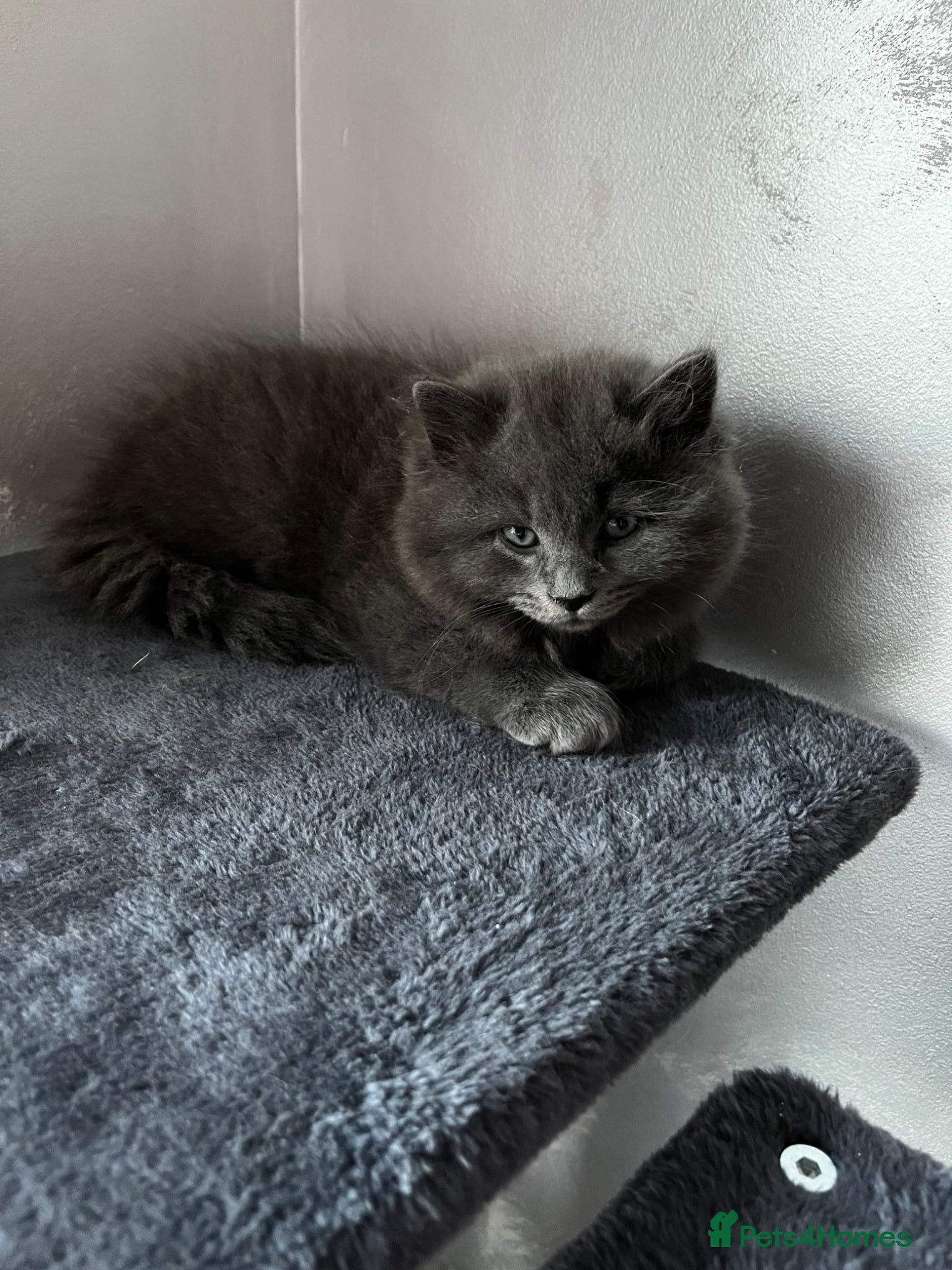 Mixed Breed cats Persian mix kittens ready to meet you! - Advert 3