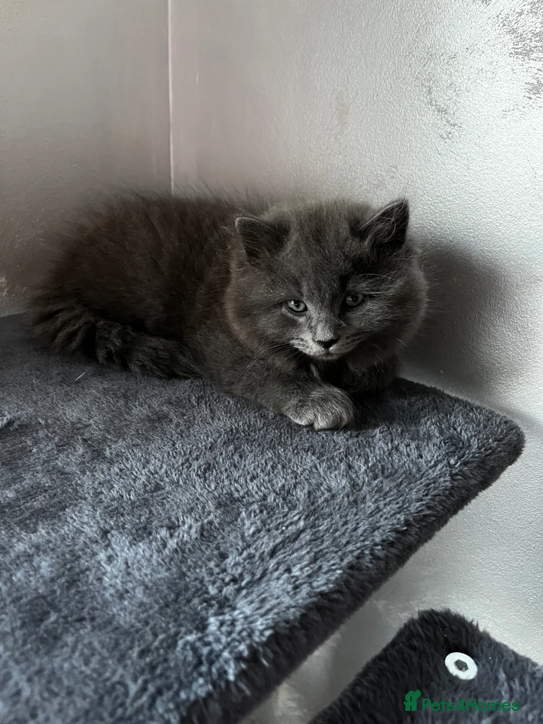 Mixed Breed cats for sale: Persian mix kittens ready to meet you! - Advert 1