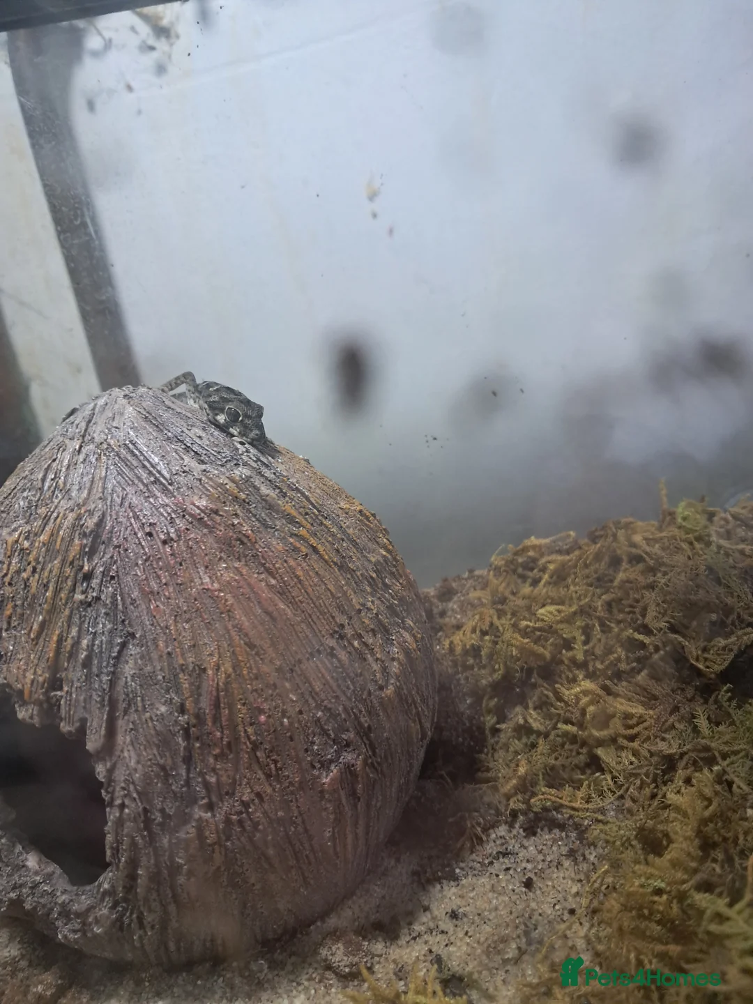 Gecko reptiles for sale: Two viper geckos and tank and uvb bulb and holder - Advert 10