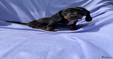 Dachshund dogs - Advert 14