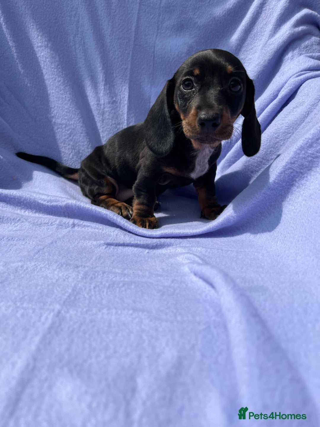 Dachshund dogs for sale: Daschund girl - Image 3