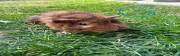 Guinea Pig rodents for sale: Female and male Guinea Pigs For Sale - Advert 8