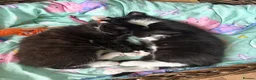 Domestic Shorthair cats for sale: Two beautiful girls  - Advert 1