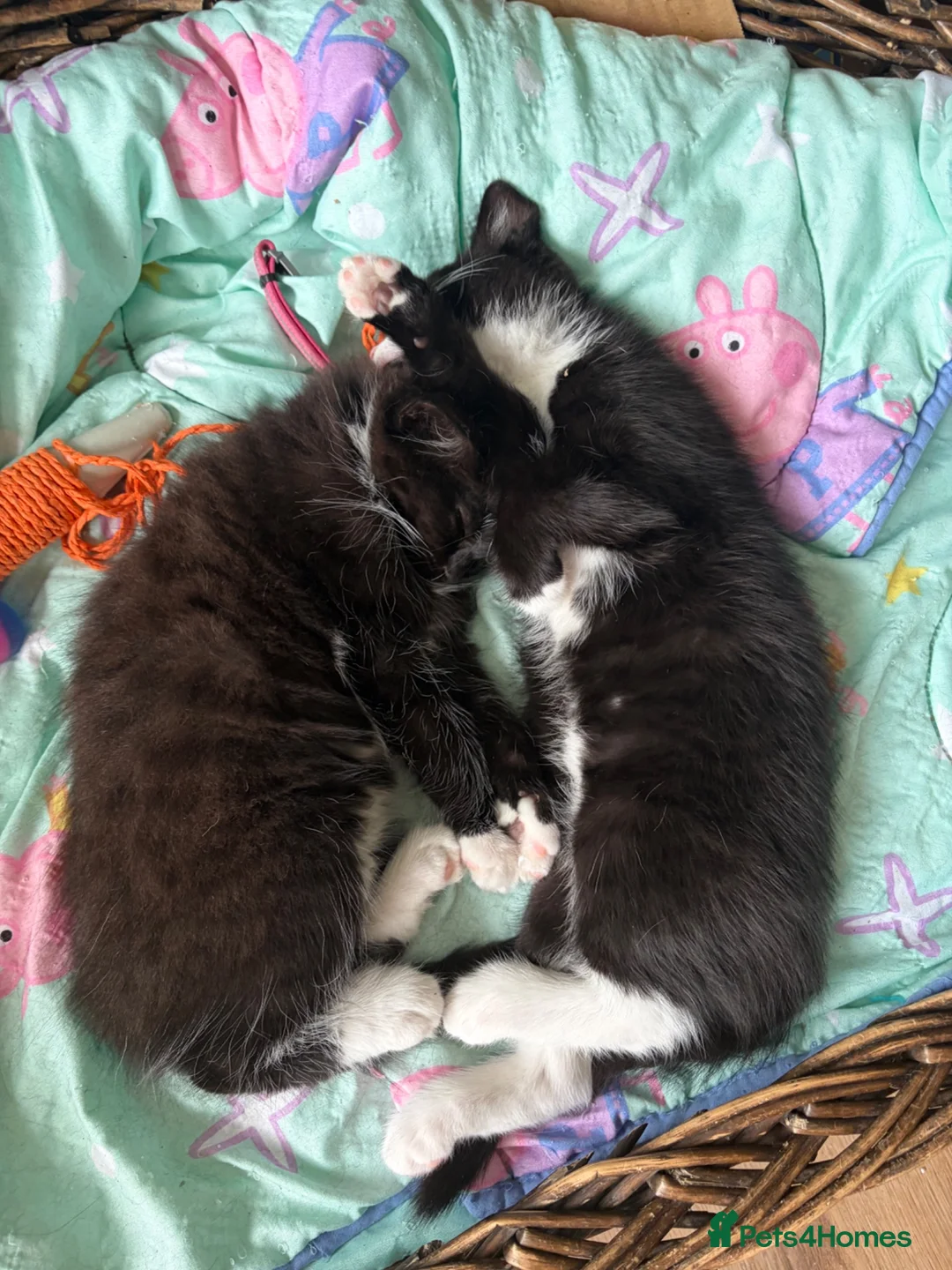 Domestic Shorthair cats for sale: Two beautiful girls  - Advert 1