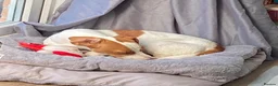 Mixed Breed dogs for adoption: Sylvie (Jack Russell/Dachshund/Beagle mix) - Advert 16