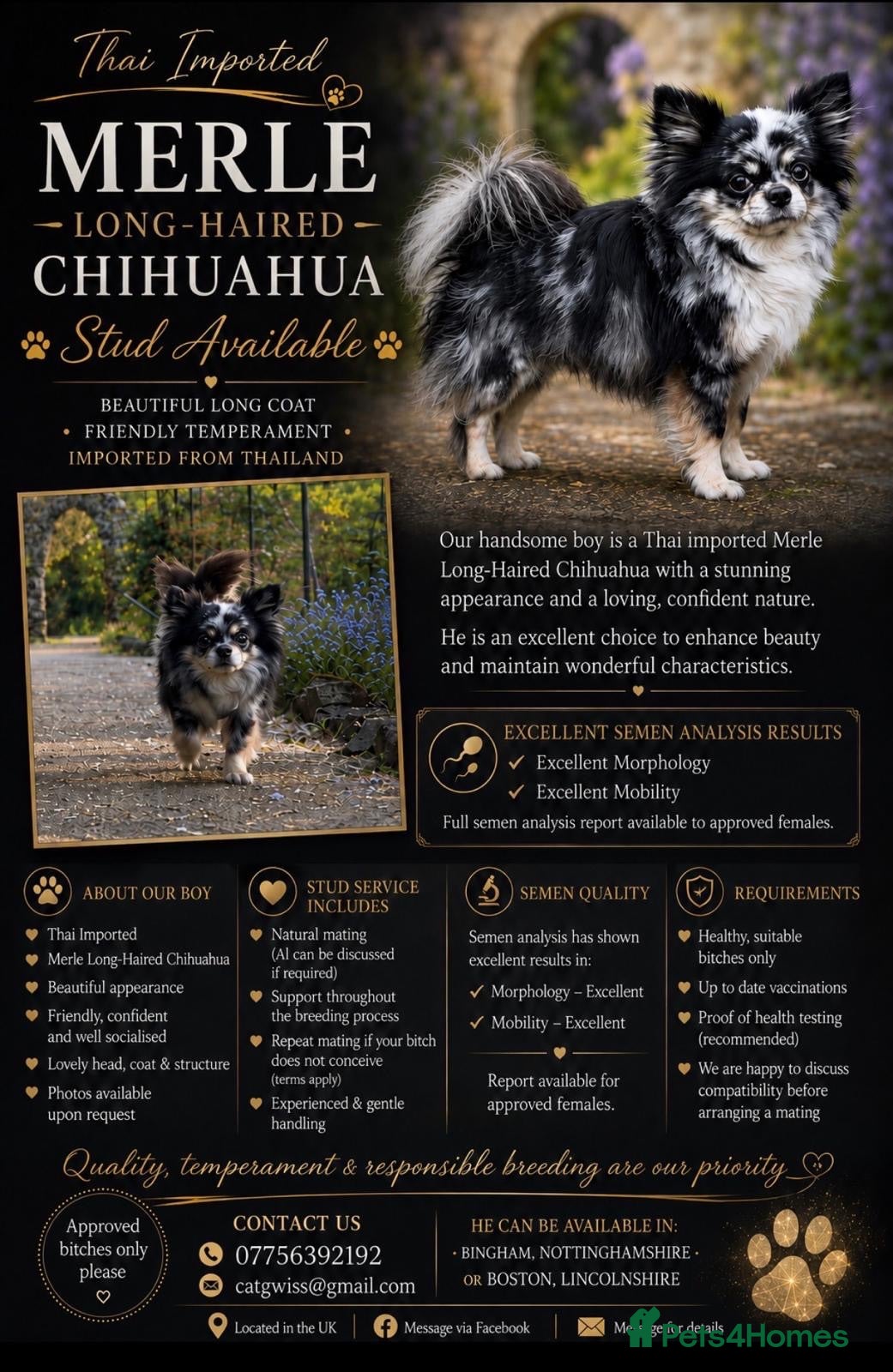 Chihuahua dogs Stud longhaired Merle Chihuahua  - Advert 1