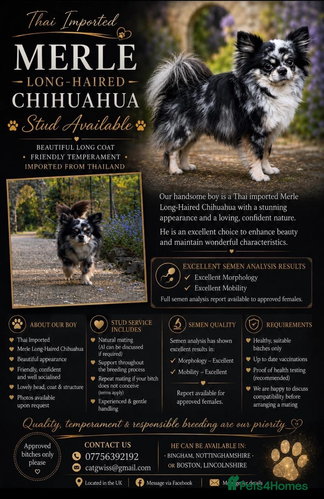 Chihuahua dogs for stud: Stud longhaired Merle Chihuahua  - Advert 1