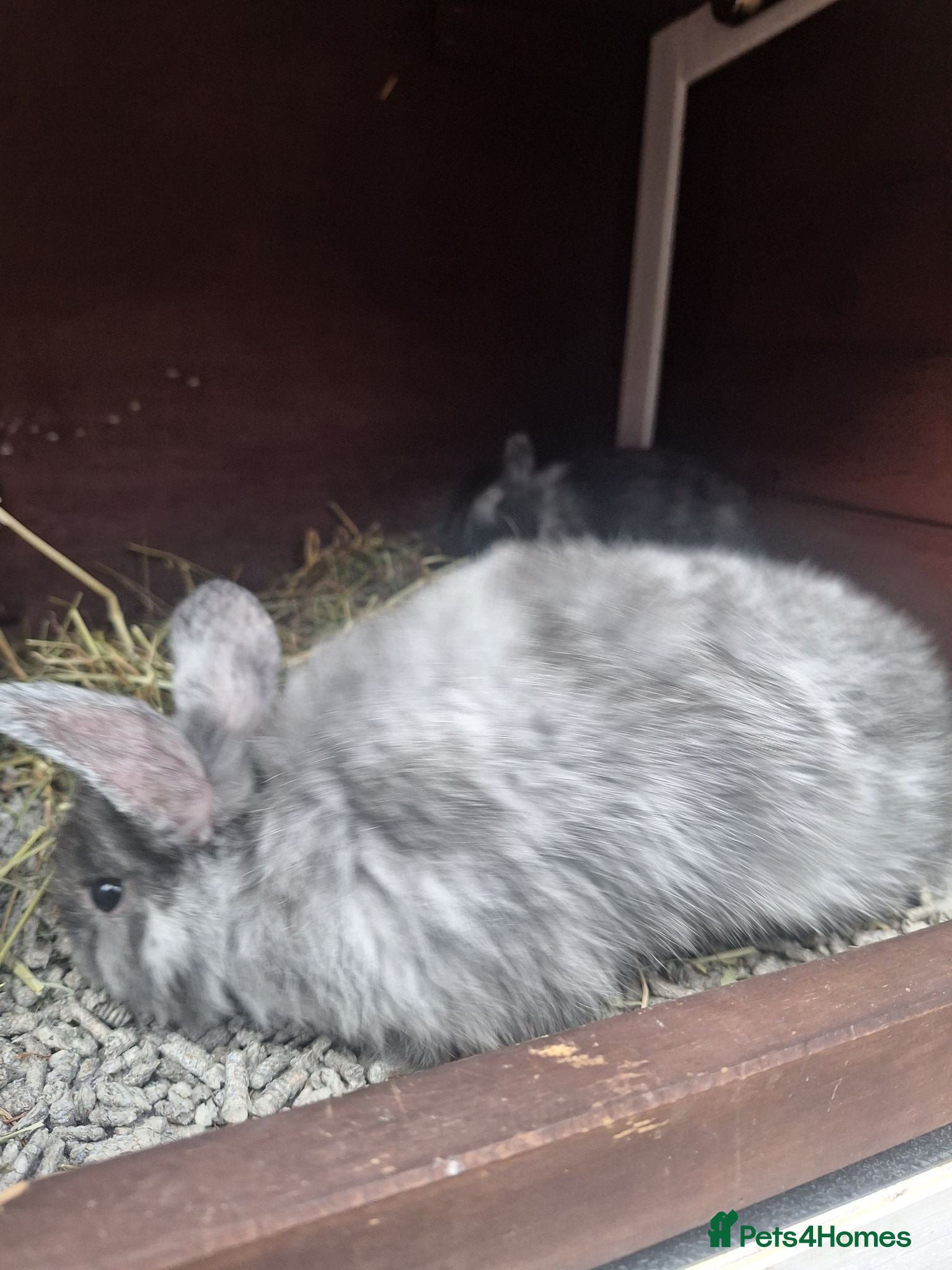 Mini Lop rabbits Mini lop babies  - Advert 2