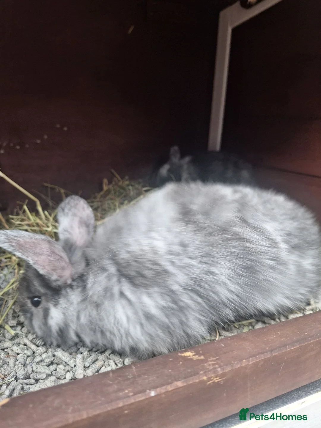 Mini Lop rabbits for sale: Mini lop babies  in Chesterfield - Advert 2