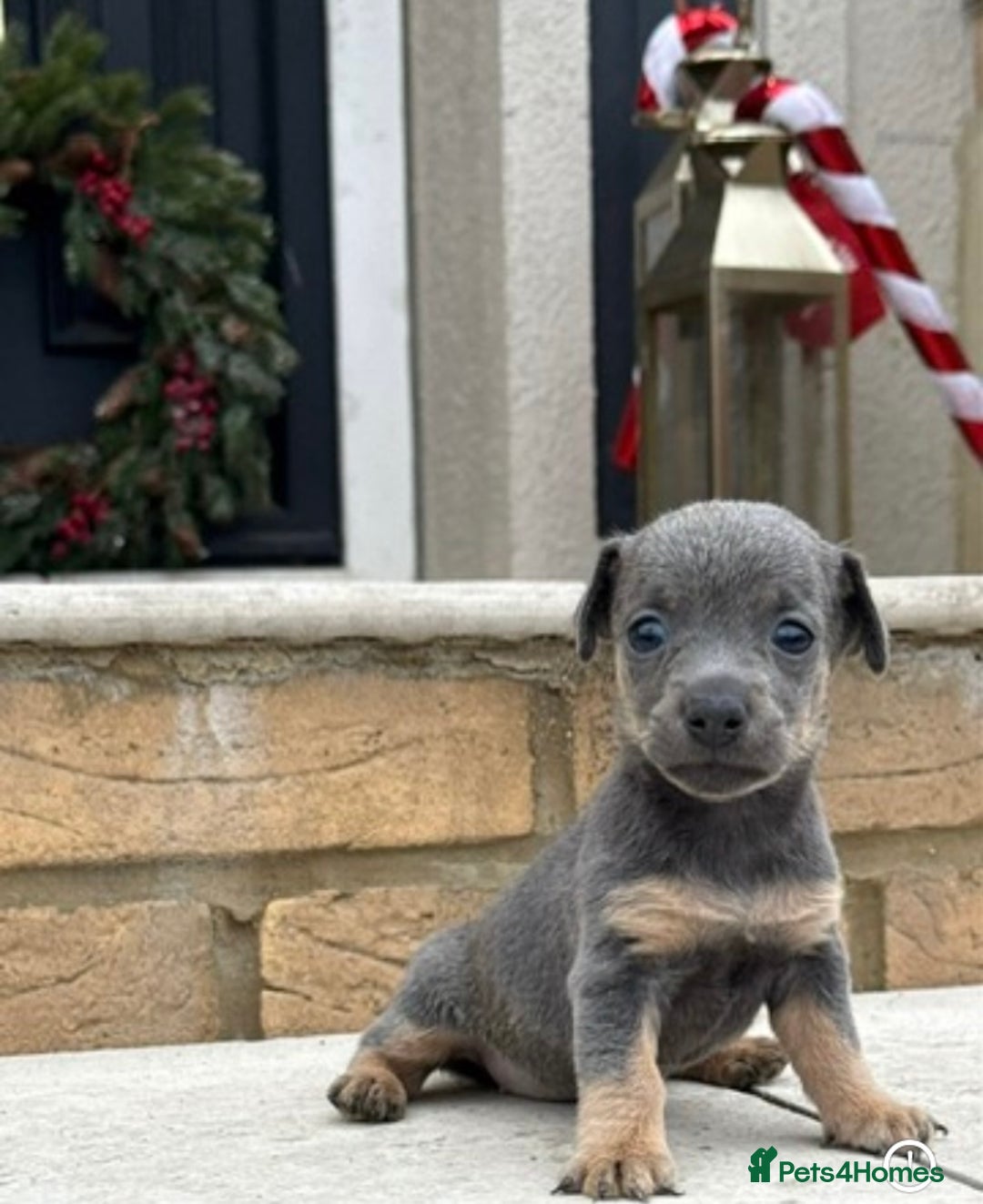 Jack Russell dogs for sale: Much wenlock jack russell pups  - Advert 5