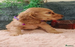 Cocker Spaniel dogs for sale: 🔥LAST TWO BOYS LEFT!🔥 KC SHOW COCKER SPANIEL  - Image 5