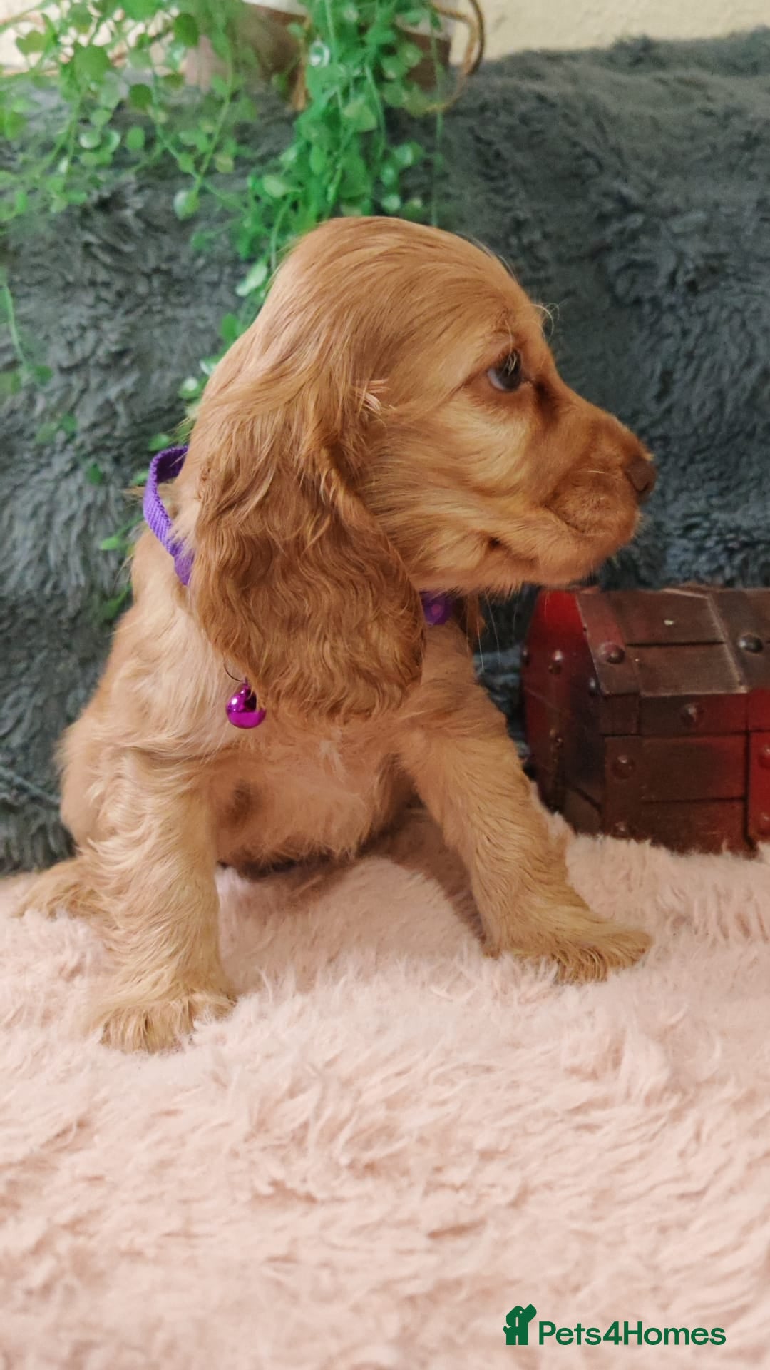 Cocker Spaniel dogs for sale: 🔥LAST TWO BOYS LEFT!🔥 KC SHOW COCKER SPANIEL  - Image 5