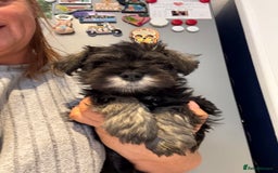Miniature Schnauzer dogs for sale: Ready for our forever home’s miniature schnauzers  - Image 28