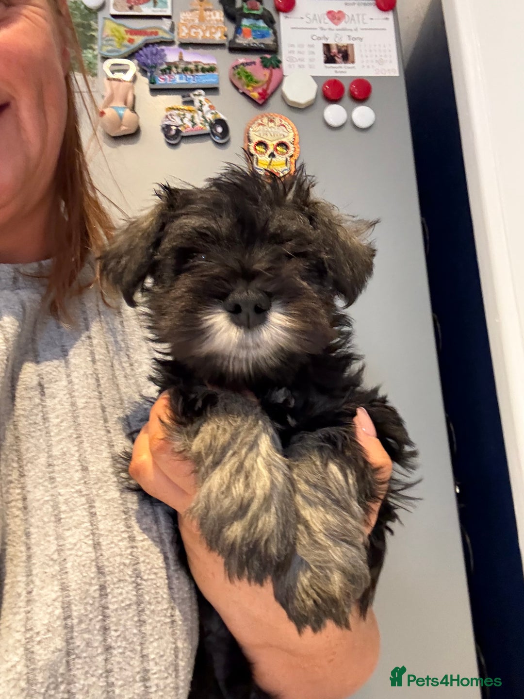 Miniature Schnauzer dogs for sale: Ready for our forever home’s miniature schnauzers  - Image 28