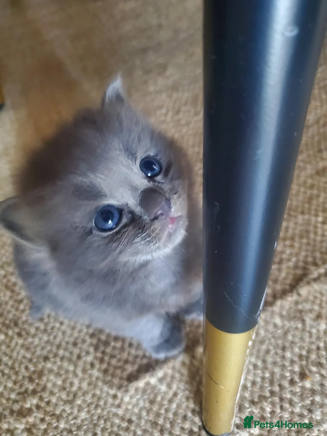 Mixed Breed cats for sale: Half Pedigree kittens - Advert 27