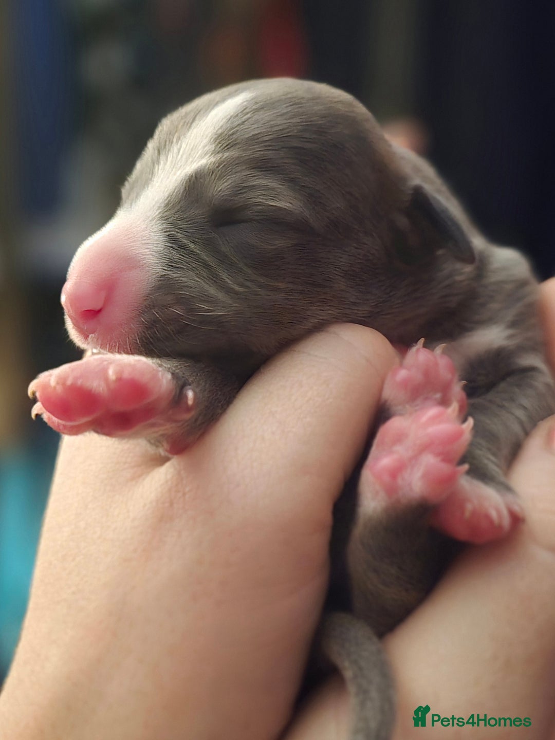 Whippet dogs for sale: KC Registered Small Whippet Puppies - Advert 14