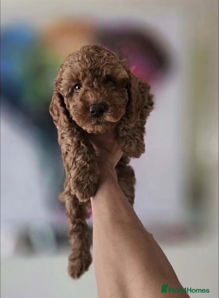 Cavapoo dogs Cavapoo F1BB puppies  - Advert 2