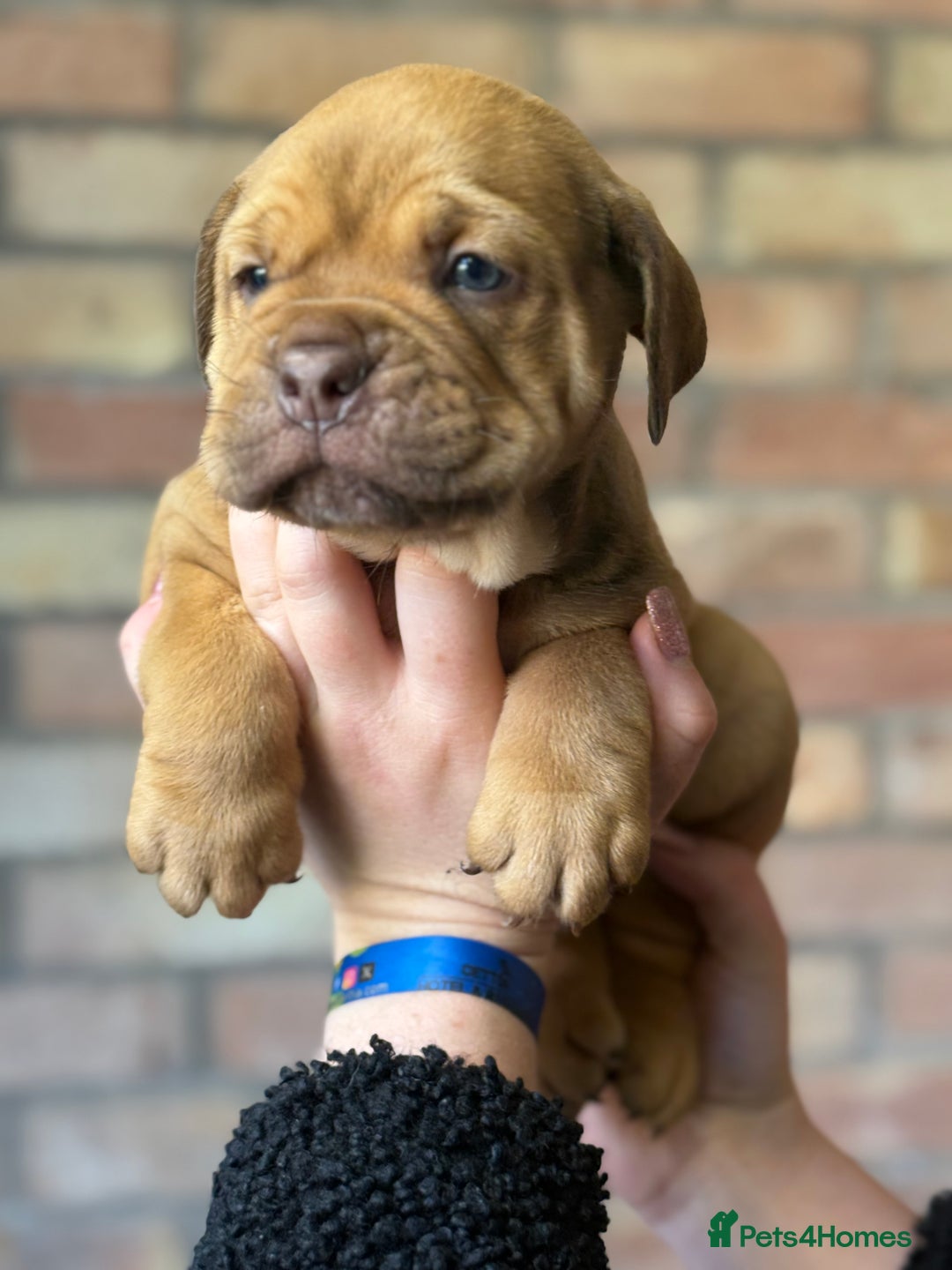 Mixed Breed dogs for sale: Bulldog de Bordeaux  - Image 19
