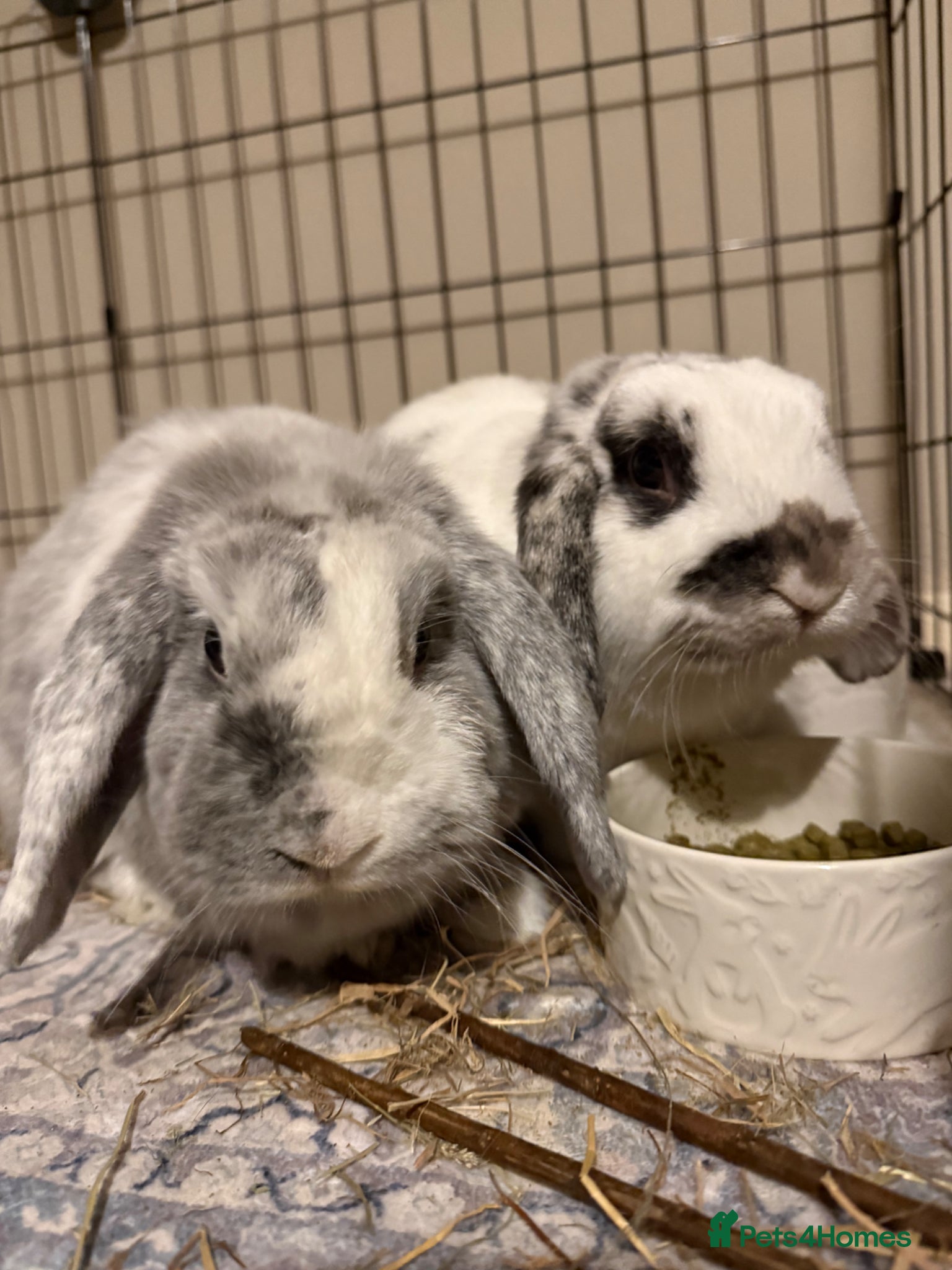 English Lop rabbits Pair of Lop Rabbits for rehoming  - Advert 8