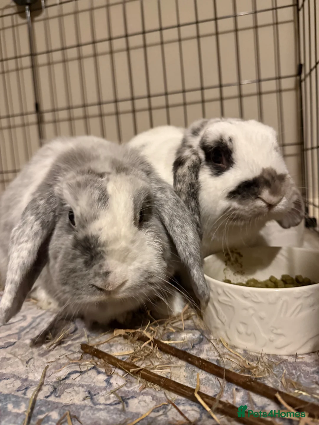 English Lop rabbits for sale: Pair of Lop Rabbits for rehoming  in Sandy - Advert 1